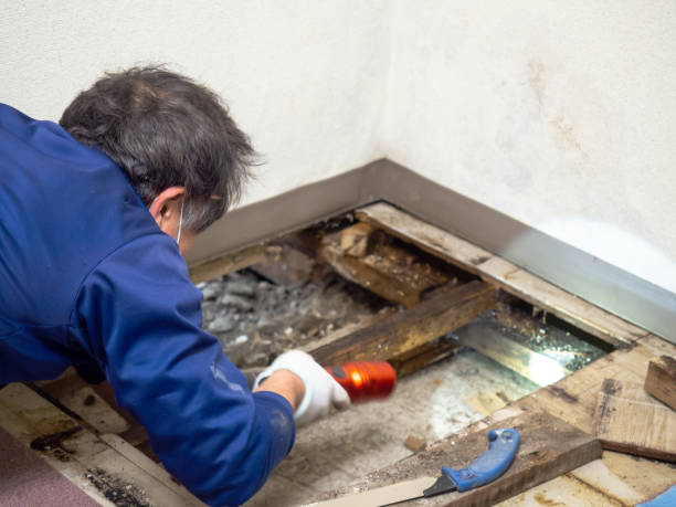 Best Home Mold Removal  in Asbury Park, NJ