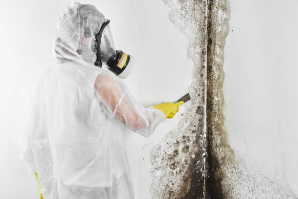 Best Emergency Mold Removal  in Asbury Park, NJ
