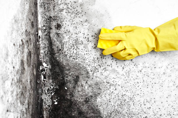 Best Mold Cleaning Services  in Asbury Park, NJ