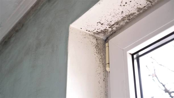 Best Attic Mold Removal  in Asbury Park, NJ