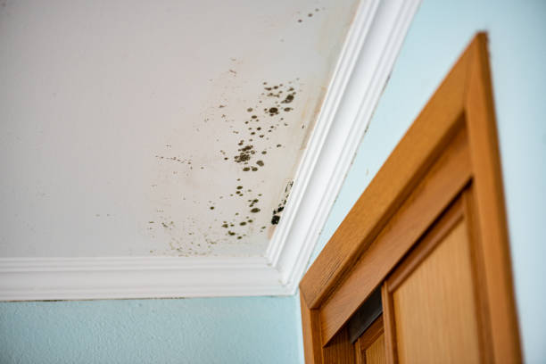 Best Fast Mold Removal  in Asbury Park, NJ