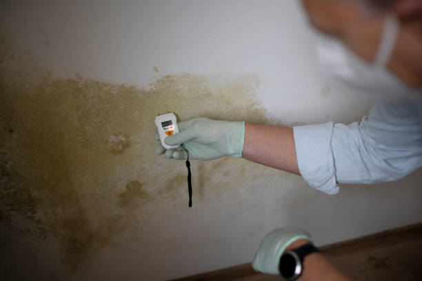 Best Certified Mold Removal  in Asbury Park, NJ