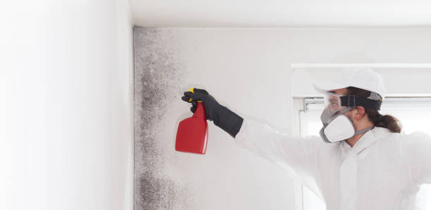 Crawl Space Mold Removal in Asbury Park, NJ