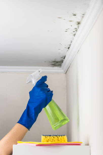 Reliable Asbury Park, NJ Mold Removal Solutions